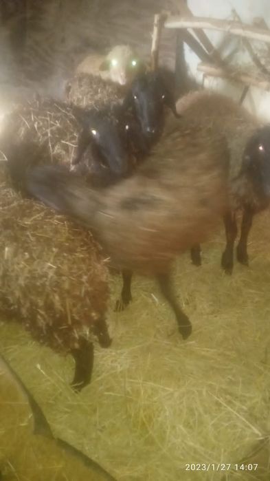 Продам молодые барашки козы