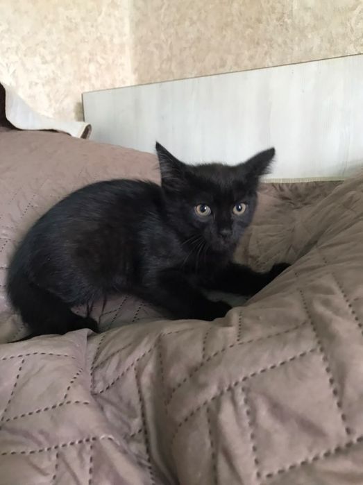Черный кот 2 месяца