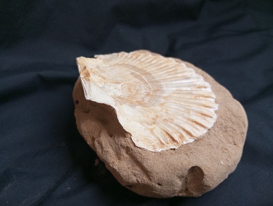 Фосил,мида, Pecten