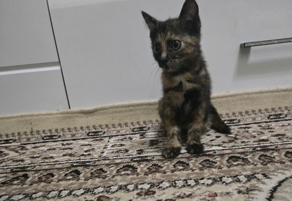 Милые  домашние  котята