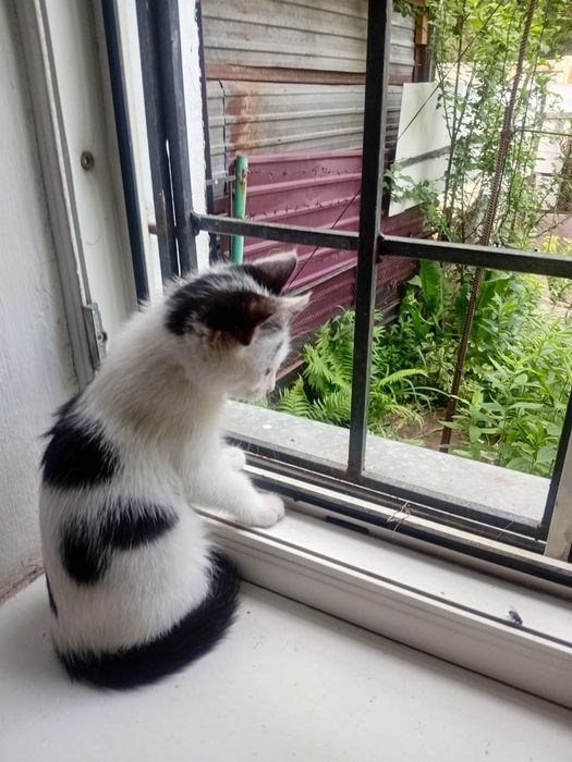 Отдается котенок в хорошие руки