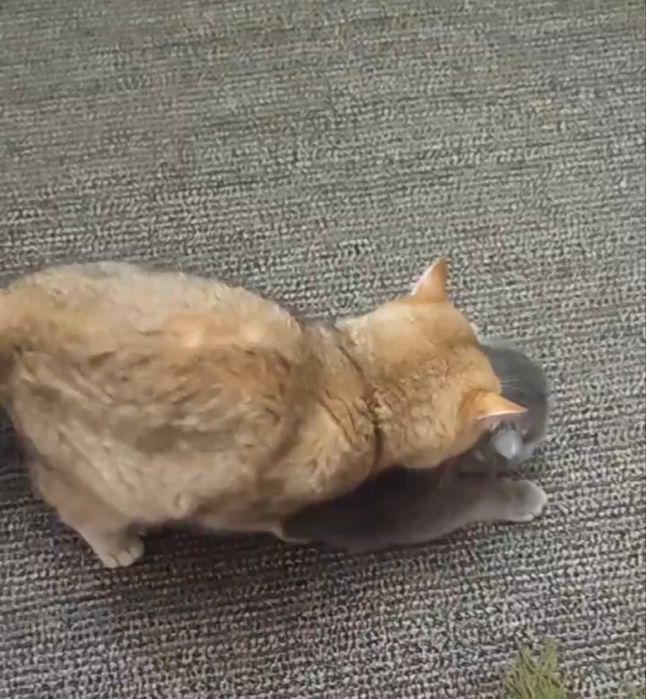 Шикарные коты Шиншиллы на вязку