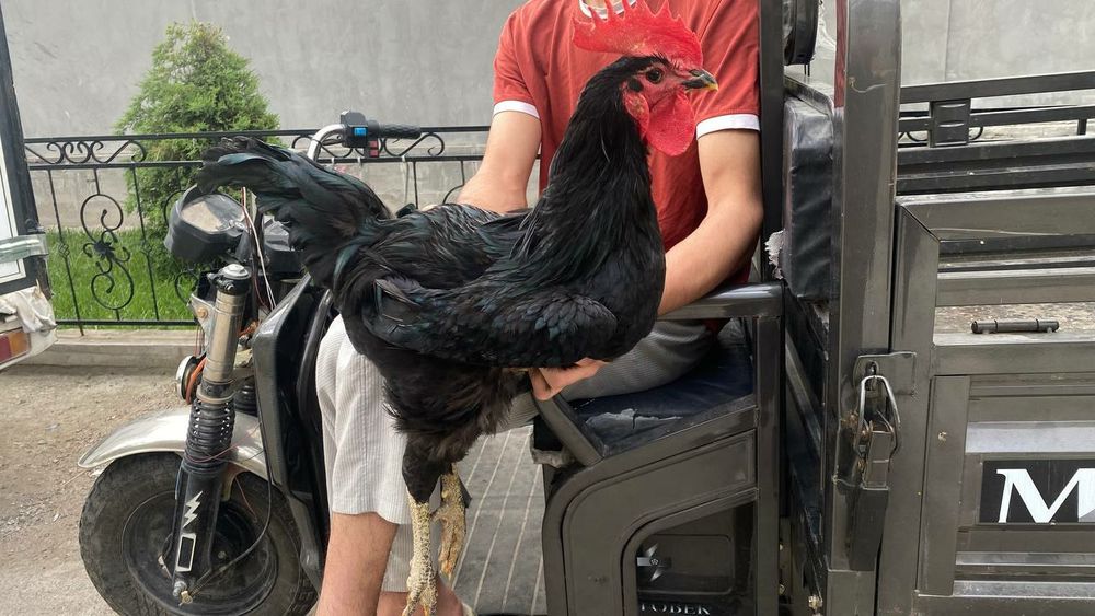 Qora Shaxzoda gigant joja horoz sotiladi