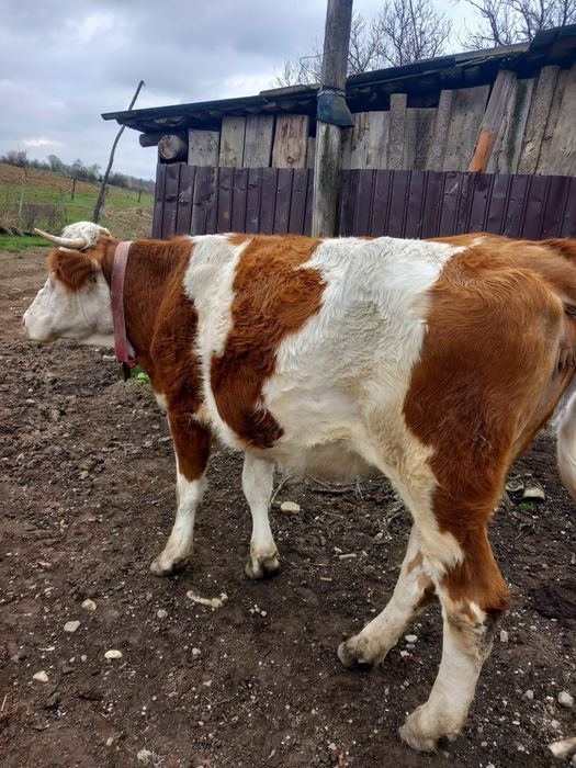 De vânzare juninca de 2 ani deafata