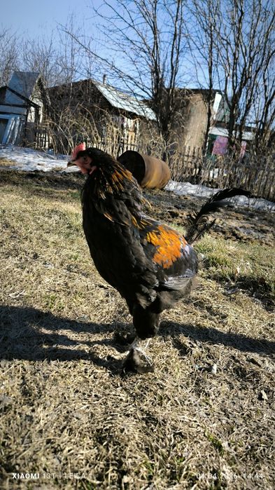 Продам молодых петухов