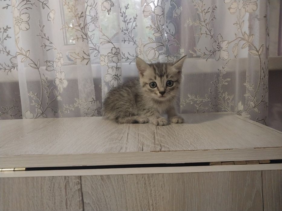 Отдам даром котят