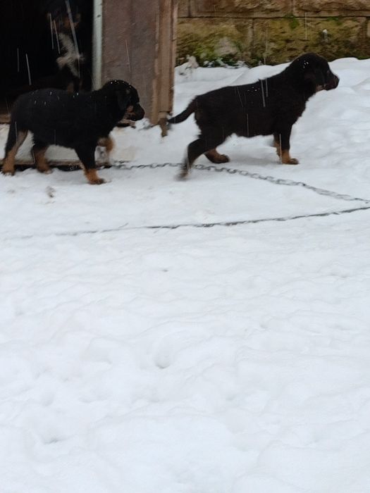 Продавам ротвайлерчета .