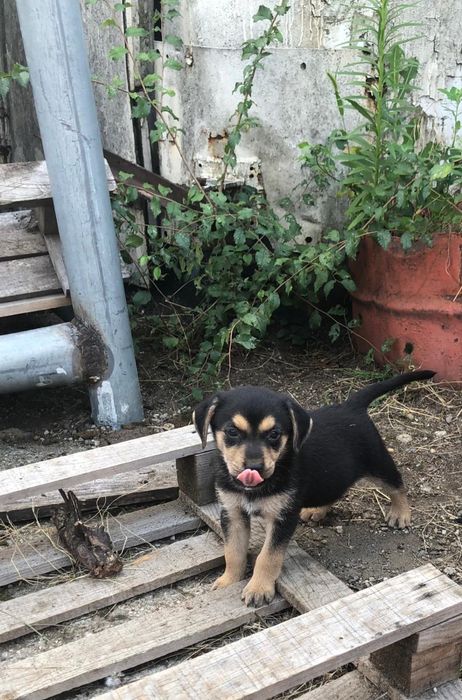 ADOPȚIE RESPONSABILA: 8 Catelusi Își Caută  Familii Iubitoare!