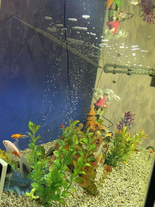 Kamplekt Akvarium 400L + Baliqlar + Mebel + Atman filtr bilan sotiladi