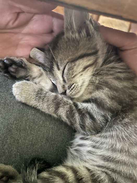 Подаряваме котенца