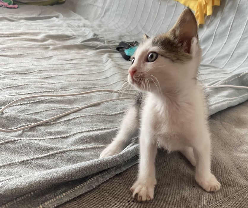 Морско котенце си търси дом!