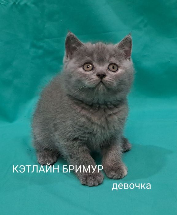 Британские котята! Питомник.
