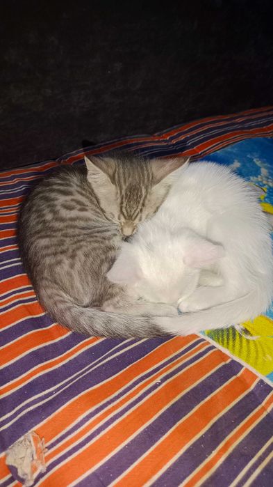 Отдам котёнка. Котята. Даром
