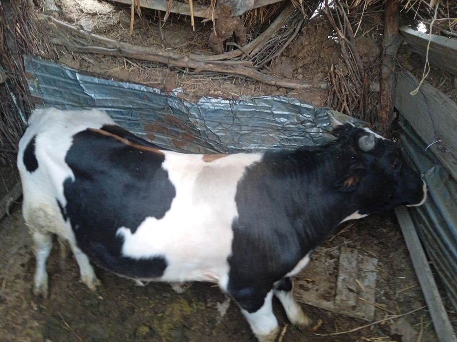 Еркек баспақ семыз