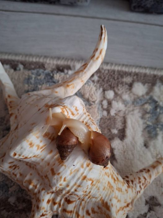 Улитка Ахатина Гигантская