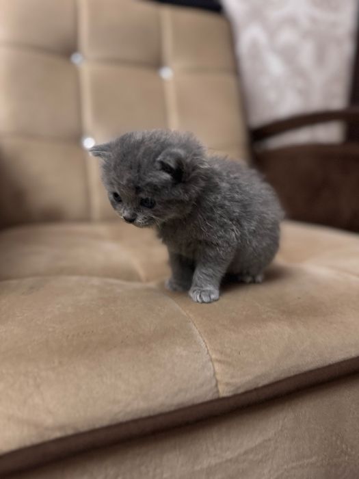 Скоттиш страйт мальчик