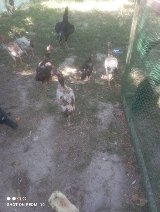 Kurk tovuq dakan 3 ta