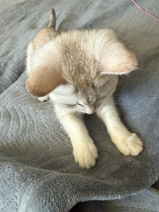 Милый        Котенок