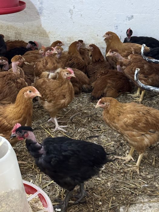 Pui de rasă mixtă - puicuțe şi cocoşi 2,5 kg