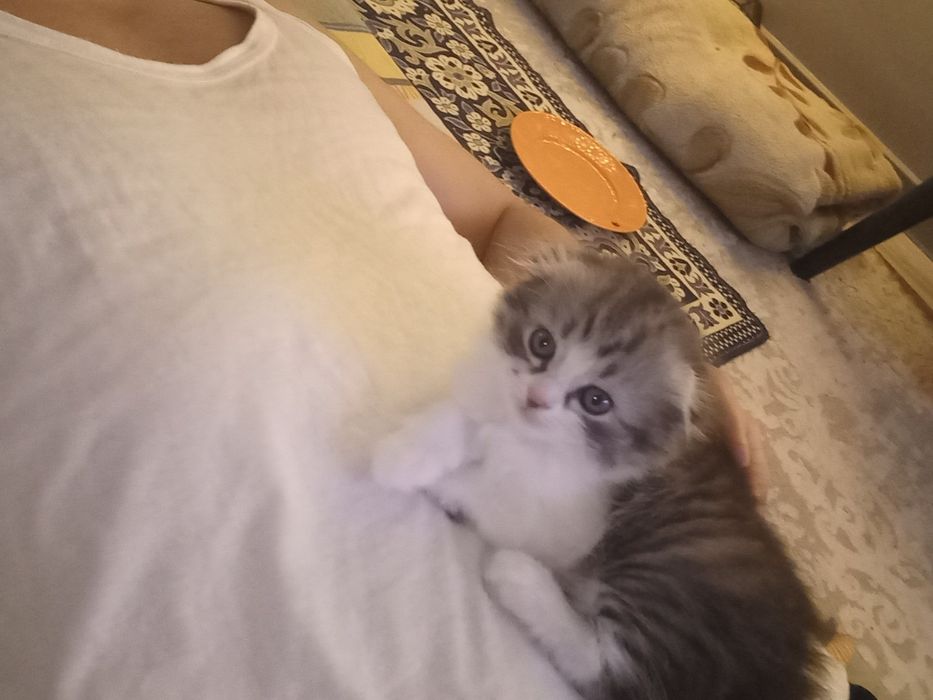 Шотландский вислоухи котенок