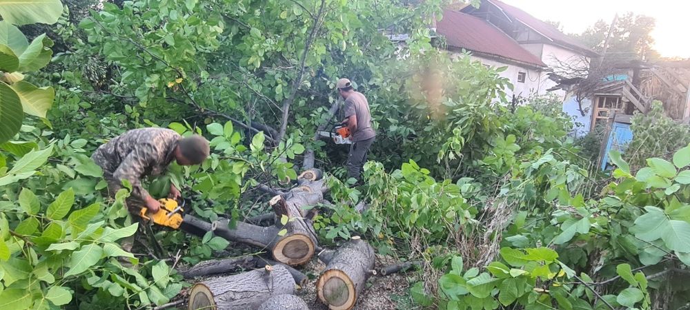 Спил деревьев, обрезка, ағаш кесеміз