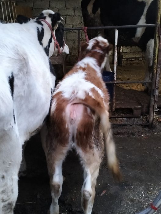 Бузогча сотилад йеб ичиши зур