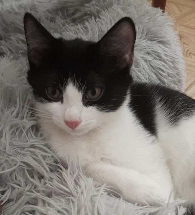 Девочка,мальчик отдадим в добрые руки