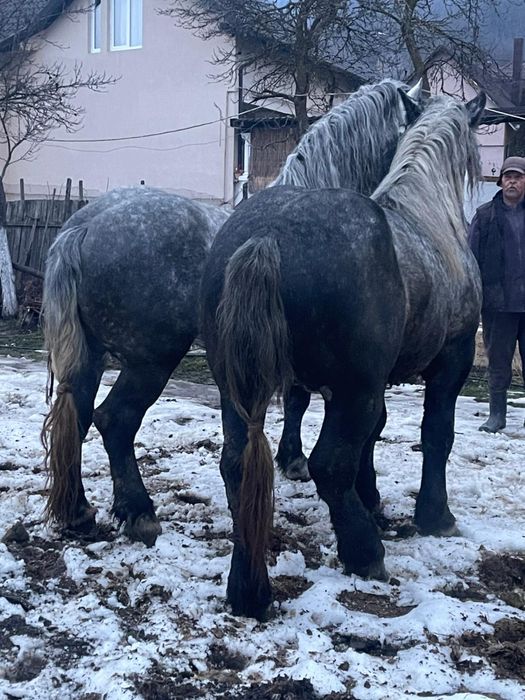 Pereche de Armăsari - 4-6 ani fara defecte Blânzi ‼️