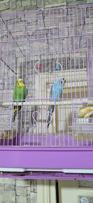 Тутилар сотилади