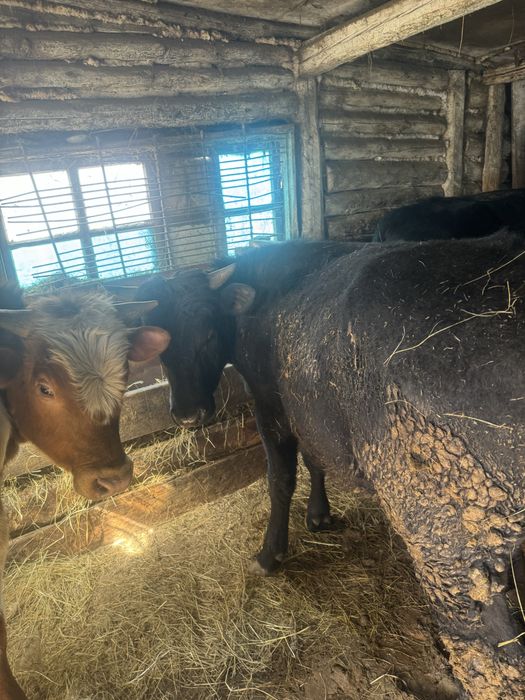 Продам быков …..