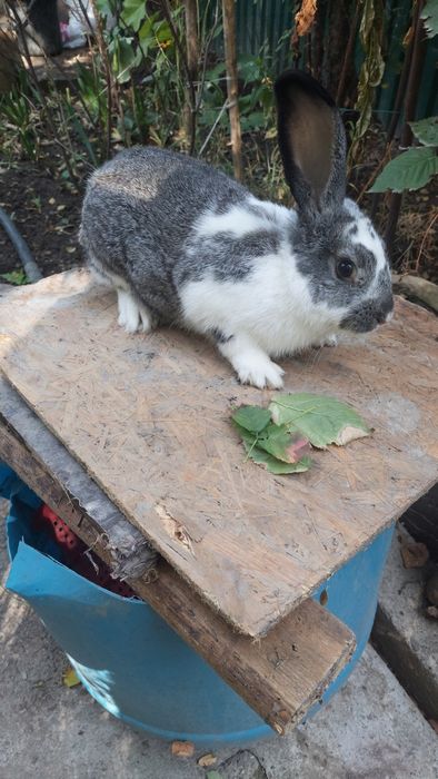 Домашние кролики