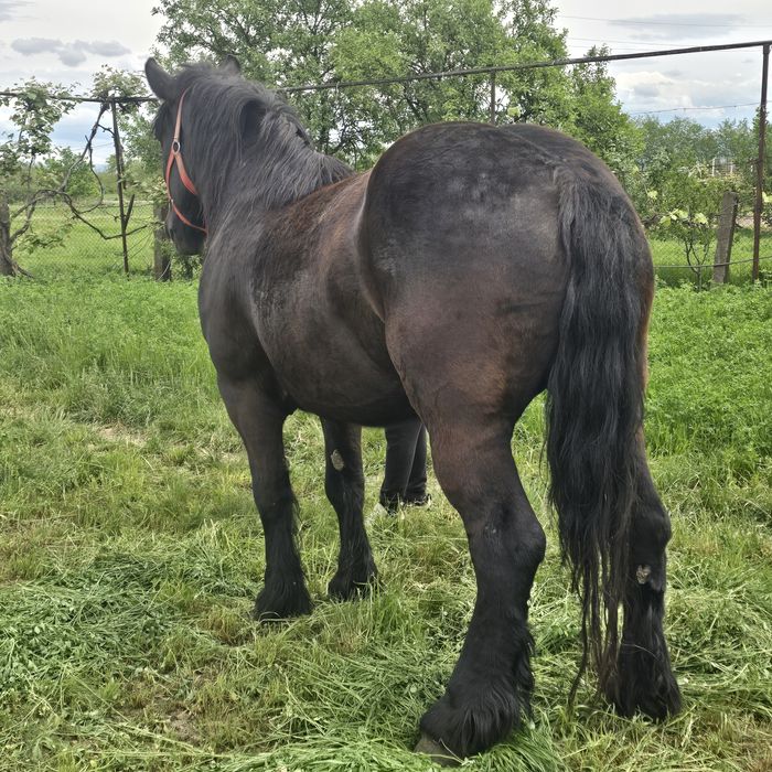Iapă Ardenez Polonez de 5 ani