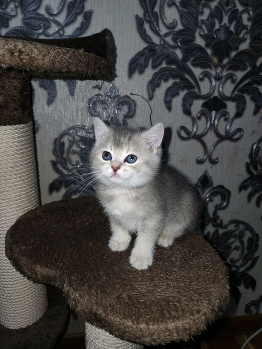 Scottish strayt shinshila sotiladi