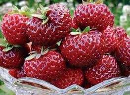 Продавам разсад ягоди - вкоренени