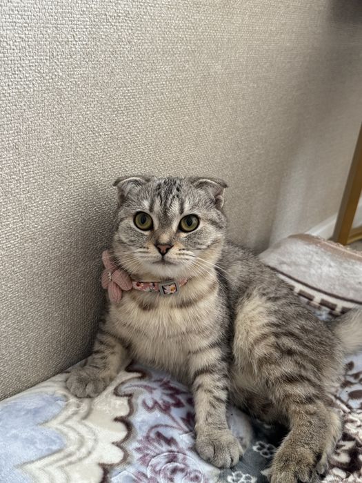 Вязка кошечка девушка