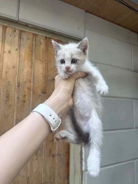 Котята в добрые руки .