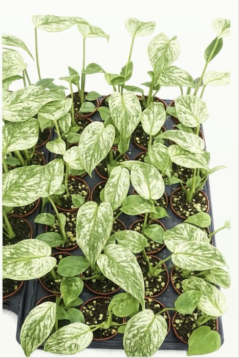 Monstera 'Devil Monster'