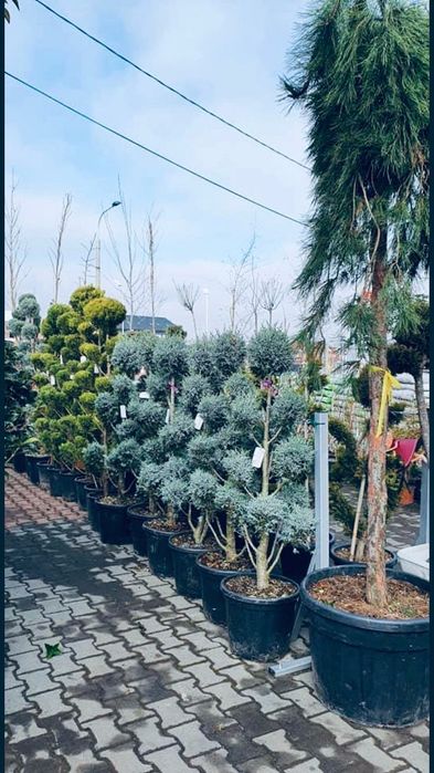 Spirală pon pon verde și argintiu