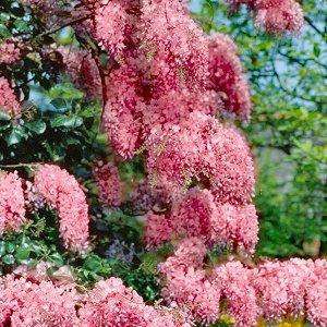 Вистерия-Глициния (Червена и жълта)