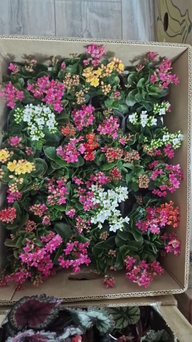 Продаю цветочки