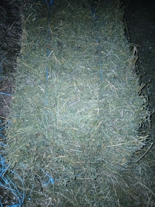 Baloti lucerna otava