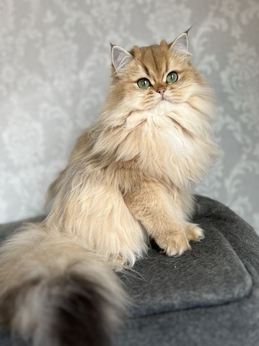 Pisica british longhair cu pedigree
