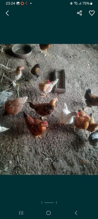Продам петушков уже 3-х месячные
