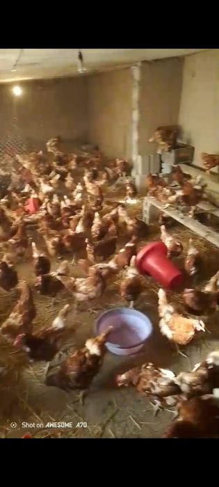 Ломан браун Легорн