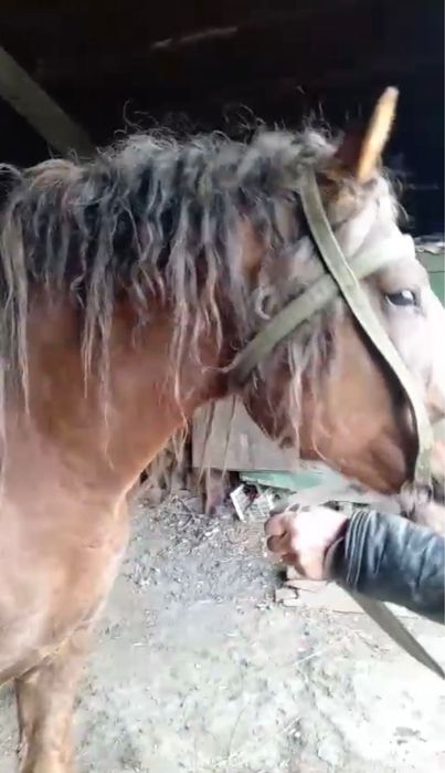 Продам жеребца полутяж