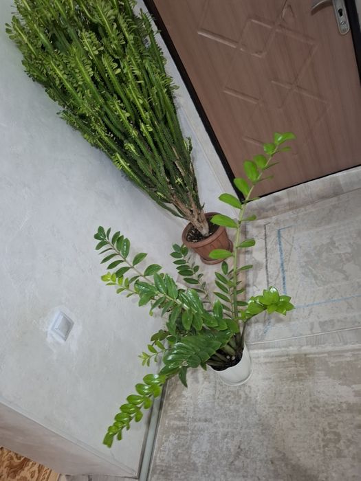 Замиоку́лькас долларовый