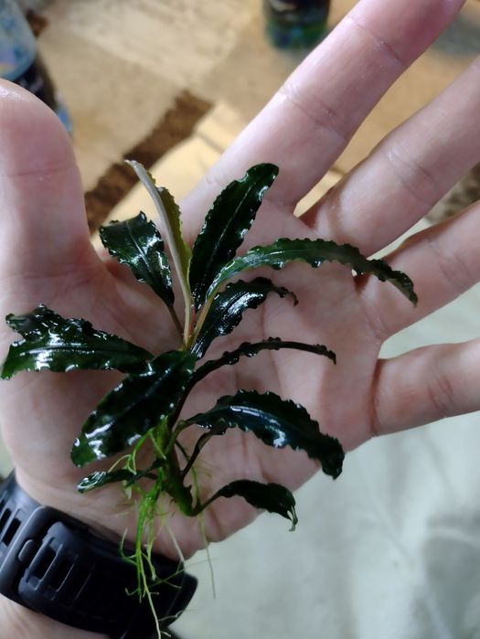 Plante acvariu pesti