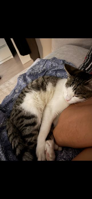 Отдам Кота бесплатно