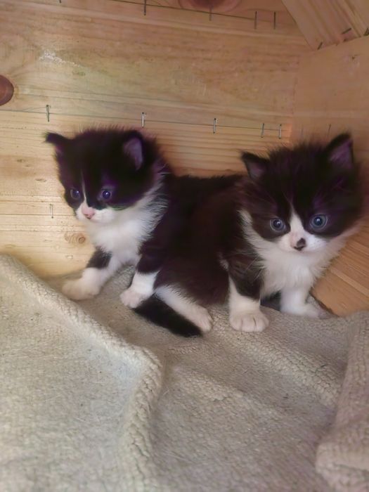 Малки котета момче и момиче