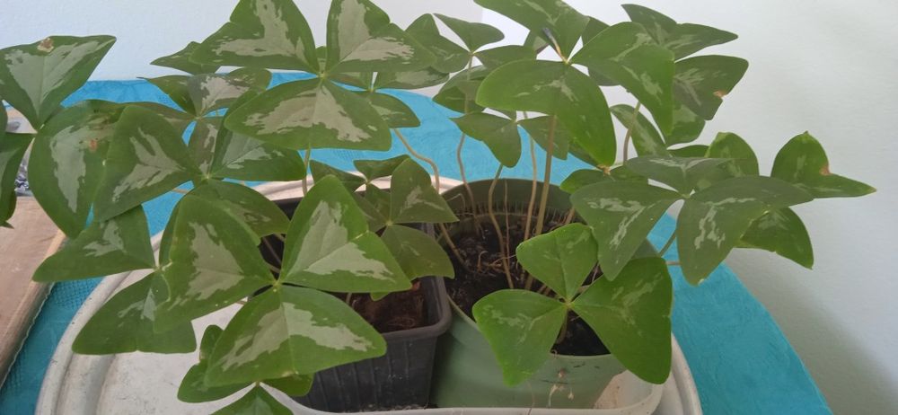 Растения детелина